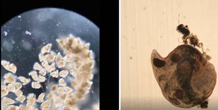دنیای جانداران کوچک در قاب میکروسکوپ