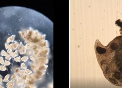 دنیای جانداران کوچک در قاب میکروسکوپ