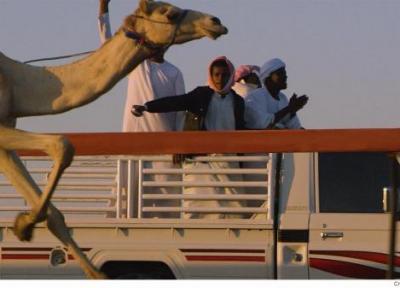 شتردوانی؛ یادگار فرهنگ صحرانشینی در دوبی