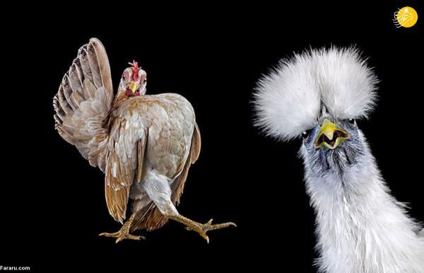 مسابقه انتخاب زیباترین مرغ