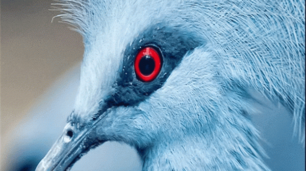 کبوتر تاجدار ویکتوریا