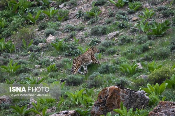 پارک ملی تندوره درگز برترین زیستگاه پنج نوع گربه سان است